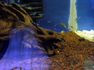 馬達加斯加彩虹