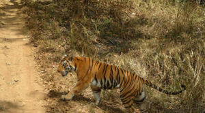坎哈國家公園 坎哈國家公園