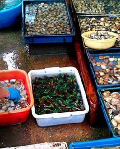 psp[麻痹性貝毒的英文縮寫]