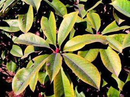 梨樹缺鐵黃化病 梨樹缺鐵黃化病