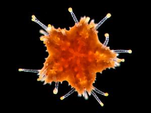 可愛的海星這幅圖是一隻飢餓的小海星正張開嘴，用透明的管狀肢體抓住微生物吃。這張圖片是在放大40倍情況下拍攝的，小海星剛剛進入青年期。顏色對比和管狀肢體的動感是這幅圖入選的主要因素。