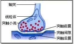 抑制性突觸後電位 抑制性突觸後電位