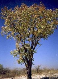 可樂豆木 可樂豆木