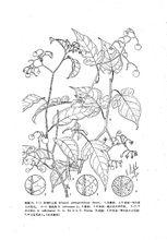 千年不爛心墨線圖