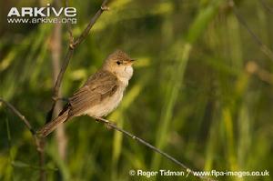 草綠籬鶯 草綠籬鶯