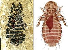 4400萬年前的虱子