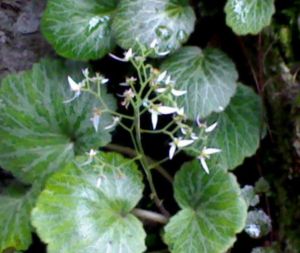 無爪虎耳草 無爪虎耳草