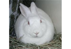 佛州大白兔 佛州大白兔