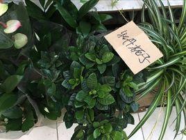 牡丹梔子 牡丹梔子