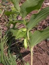 甘肅黃精 甘肅黃精