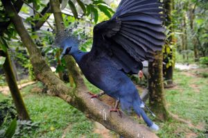 維多鳳冠鳩 維多鳳冠鳩