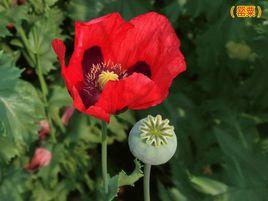 罌粟[南宋劉克莊的詩作]