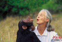 黑猩猩與科學家