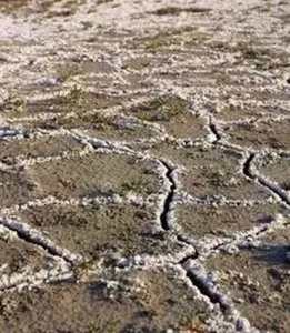 土壤鹽鹼化 土壤鹽鹼化