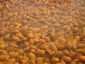 塘子寨自然村特色產業-草果