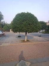 米徑為10厘米，分枝高度為1.5米的桂花