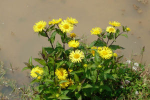 棉毛歐亞旋覆花 棉毛歐亞旋覆花