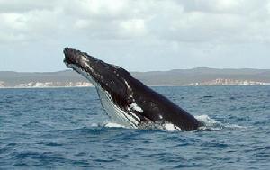 駝背鯨魚