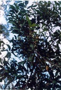 盈江青岡 盈江青岡