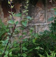 闊葉小檗 闊葉小檗