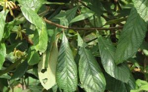 有腺泡花樹 有腺泡花樹