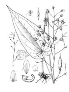 單葉淫羊藿 單葉淫羊藿