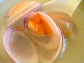 海蛤冬瓜湯 海蛤冬瓜湯