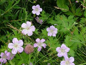 藍花老鸛草 藍花老鸛草