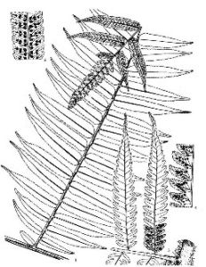 大葉黑桫欏(原變種) 大葉黑桫欏(原變種)