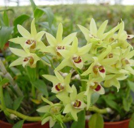 鐵皮石斛[蘭科草本植物]