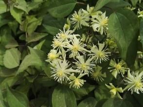 巴山鐵線蓮 巴山鐵線蓮