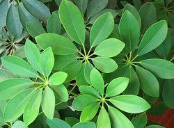 凹脈鵝掌柴(原變種) 凹脈鵝掌柴(原變種)