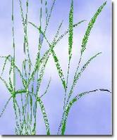 西伯利亞冰草 西伯利亞冰草