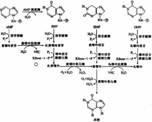 核酸分解代謝 核酸分解代謝