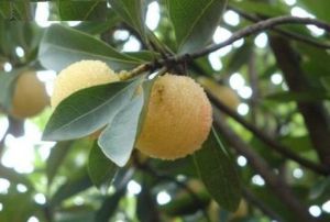 白沙楊梅 白沙楊梅