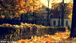 落葉景觀 落葉景觀