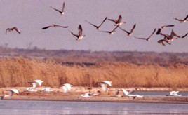 黃河口國家森林公園