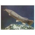 歐洲六須鯰 歐洲六須鯰