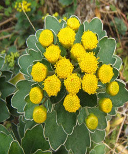 多裂亞菊 多裂亞菊