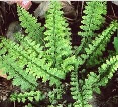 卵羽鐵角蕨 卵羽鐵角蕨