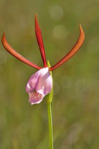 克洛科尼科雷蘭