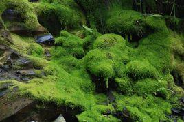 茶樹地衣和苔蘚 茶樹地衣和苔蘚