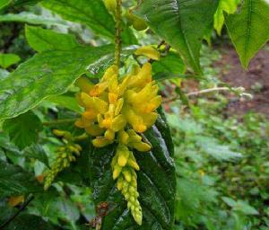 黃花遠志[芸香目遠志科植物]