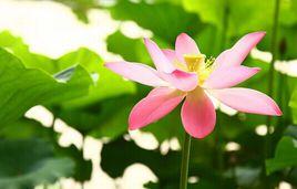 荷花良藥 荷花良藥