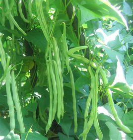 粒用型白芸豆 粒用型白芸豆