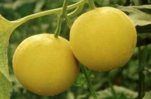 聖羅蘭高級洋香瓜