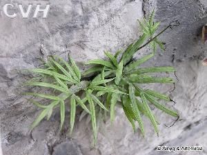 井欄邊草 井欄邊草