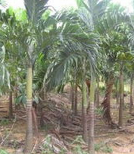 聖誕椰子 聖誕椰子