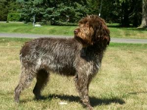 剛毛指示格里芬犬