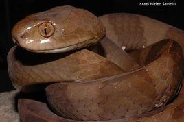 食蛞蝓蛇 食蛞蝓蛇